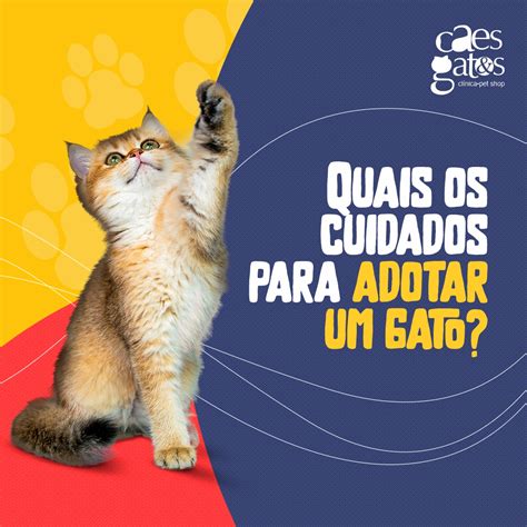 Quais Os Cuidados Para Adotar Um Gato C Es E Gatos Veterin Ria