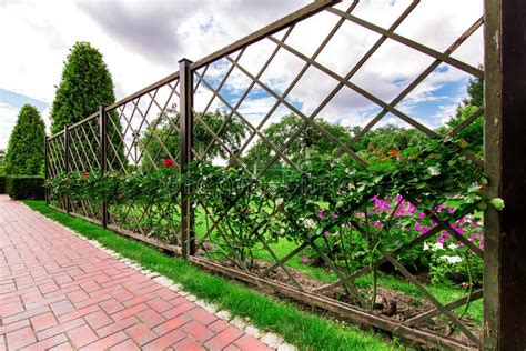 Rose Garden with Climbing Roses Over the Fence. Stock Image - Image of ...