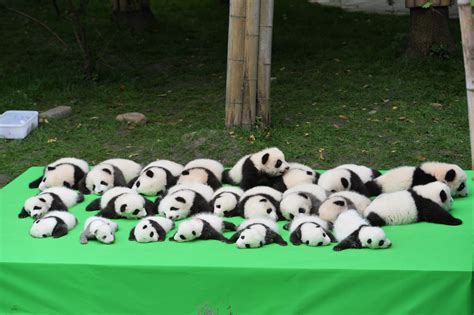 See 23 Baby Pandas Make Their World Debut in China | Teen Vogue