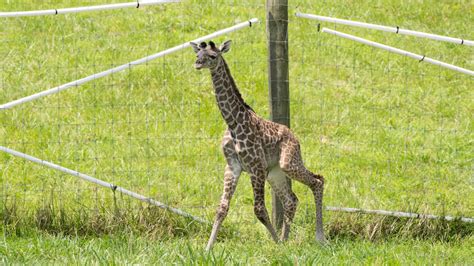 Columbus Zoo celebrates birth of endangered giraffe at The Wilds