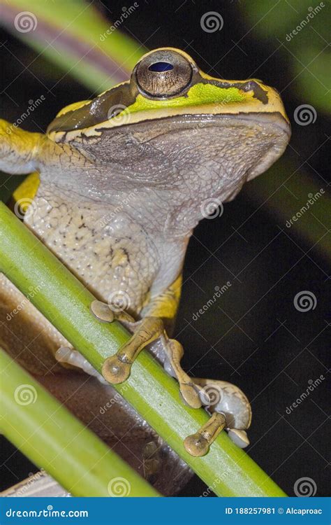 New Granada Cross Banded Tree Frog Corcovado National Park Costa Rica