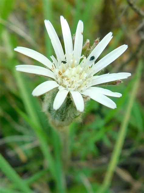 Blacktea Gerbera From Greyton Lower Gobos South Africa On March