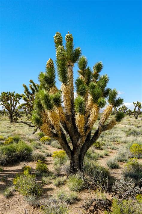 Parque Nacional Del Rbol De Joshua California Los E Foto De Archivo