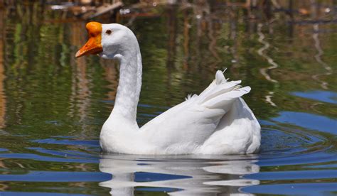 White Geese Breeds Farmhouse Guide