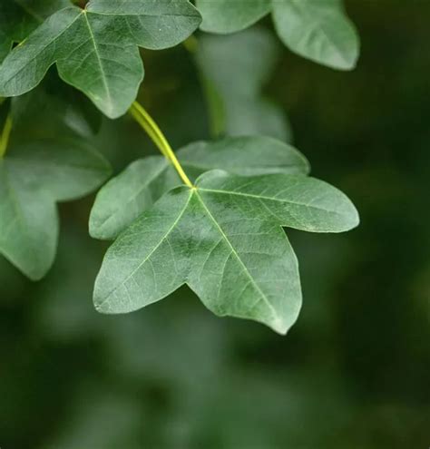 Rable De Montpellier Arbres Plantes