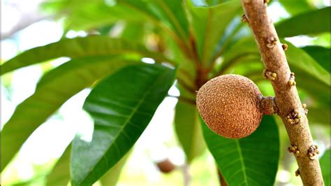 Cultivo De Mamey En Huertasmagaña Youtube