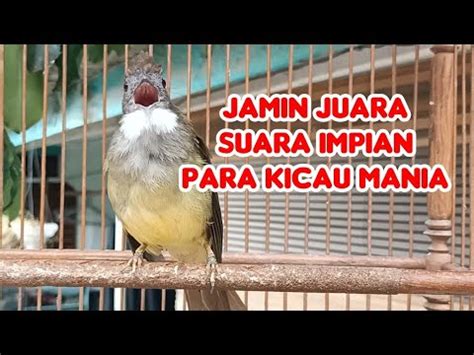 Masteran Wajib Semua Burung Suara Cucak Jenggot Jawa Gacor Emosi