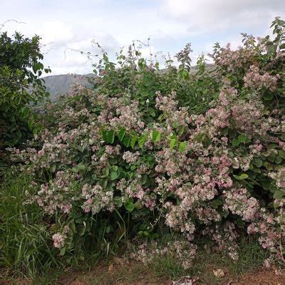 Misson K On Twitter Describe My Pussy Using Only One Word Https T Co Uooayskv Twitter