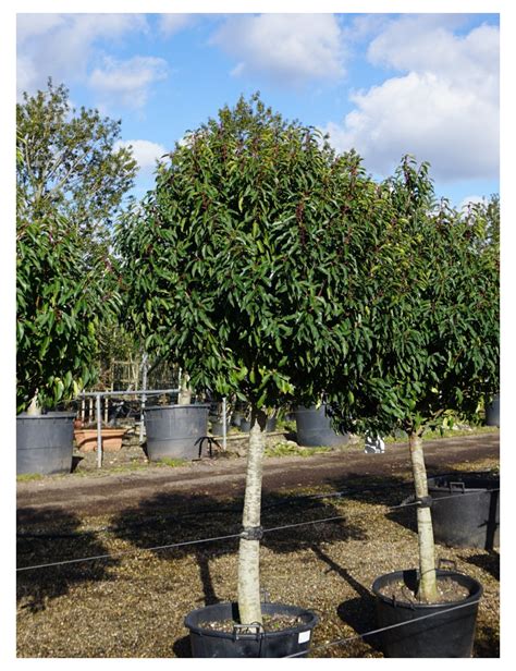 Topiaire Plante Taill E Prunus Lusitanica Laurier Du Portugal