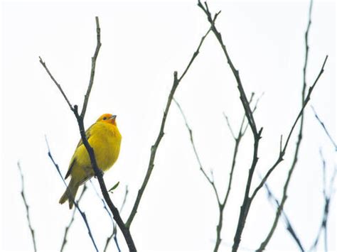 The Sounds Of Brazils Atlantic Forest Stories WWF