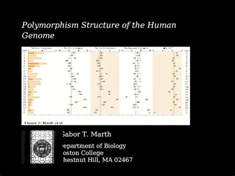 (PPT) Polymorphism Structure of the Human Genome - DOKUMEN.TIPS