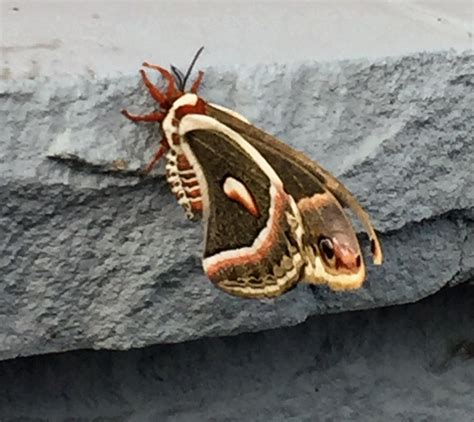 Found This Cecropia Moth Today Waiting While In A Drive Through Line