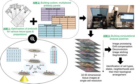 Spatial Proteomics Hdca Sweden