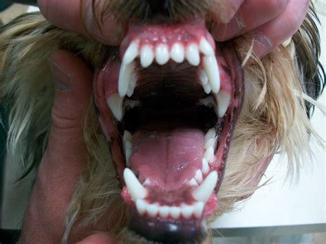 The Next Few Pictures Demonstrate Base Narrow Canines Flickr