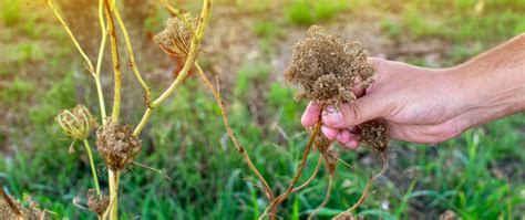 Collecting Carrot Seeds 101 Where Do Carrot Seeds Come From