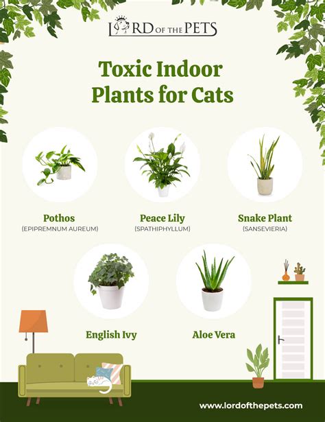 Paws Off! These Toxic Plants For Cats Are a BIG No! – Lord Of The Pets