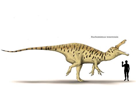 Suchomimus by Hyrotrioskjan on DeviantArt