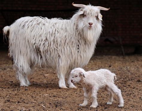 Cashmere Goat: Breed Info, Characteristics, Breeding, and Care