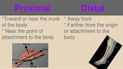 Planes and Directional Terms - ppt download 