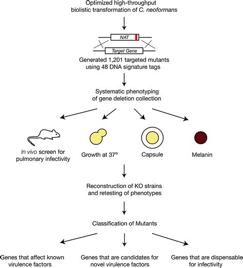 Systematic Genetic Analysis Of Virulence In The Human Fungal Pathogen