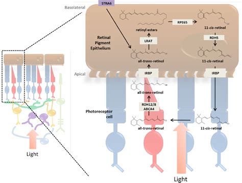 Visual Retinal Cycle