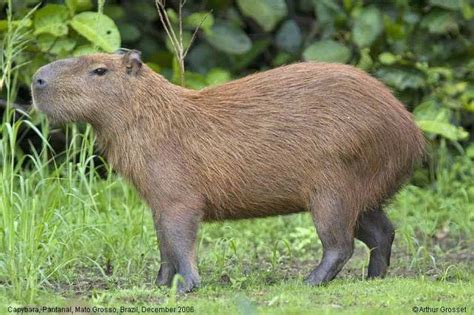 Brazil Capybara With Pup Artofit