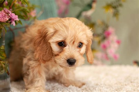 Red Cavapoos Kellys Kennels