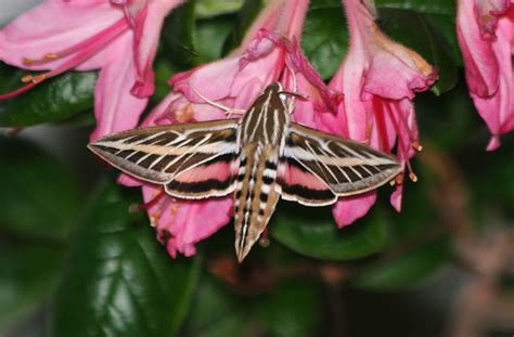 **Coldstreamernews**: Photo Gallery -- Giant hawk moth on azaleas ...