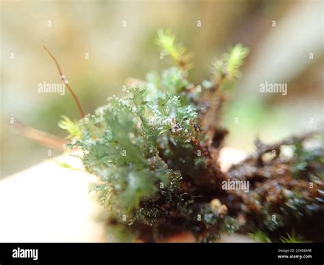 Skin Lichens Leptogium Fungi Stock Photo Alamy