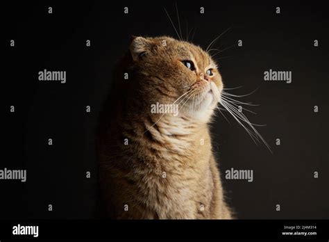 Portrait Of Scottish Fold Cat With Green Eyes Close Up Space For Text