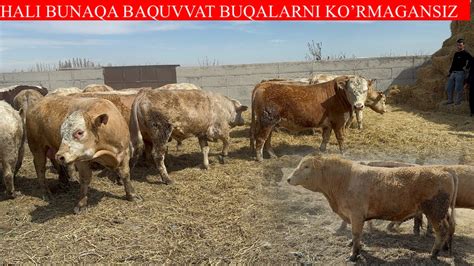 hali bunaqa baquvvat buqalarni kormagansiz ota baquvvat buqalar ekan