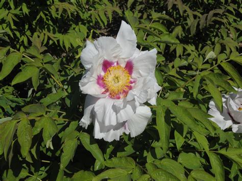 Seed Grown Tree Peony 2024 125 Cricket Hill Garden