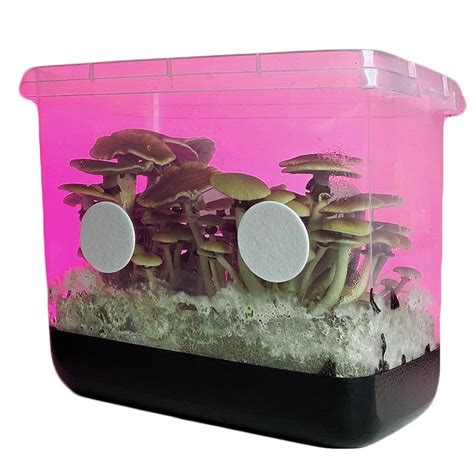 Using a Monotub to Grow Mushrooms - Anna Kors