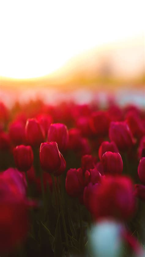 Tulips Garden 4K Wallpapers | HD Wallpapers | ID #22803