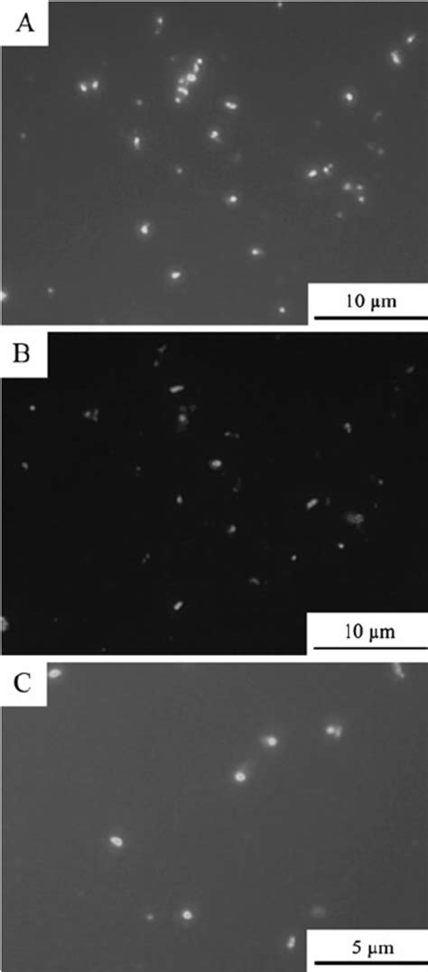 Fluorescence Micrographs Of Dispersed Microorganisms In The Microbial