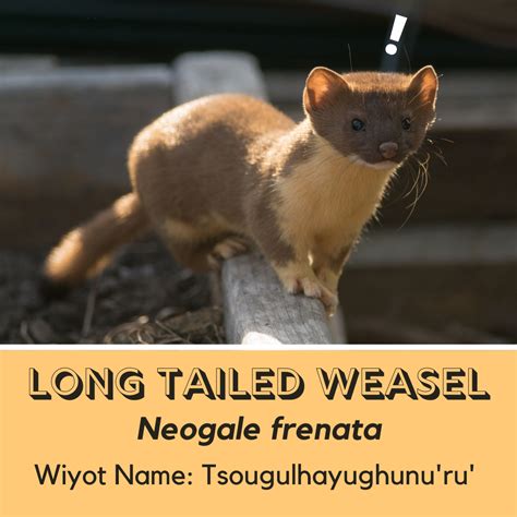 Creature Feature: Long Tailed Weasel | NEC