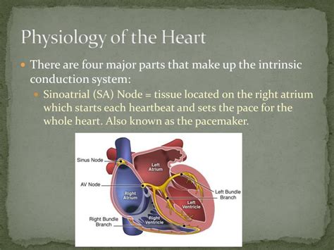 Ppt Anatomy And Physiology Of The Heart Powerpoint Presentation Id