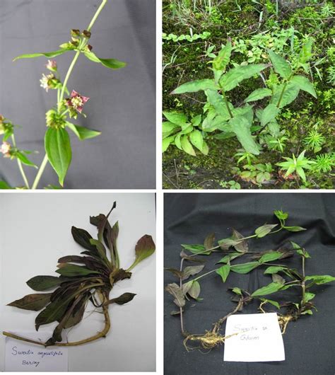 Swertia chirata at vegetative and flowering stage | Download Scientific ...