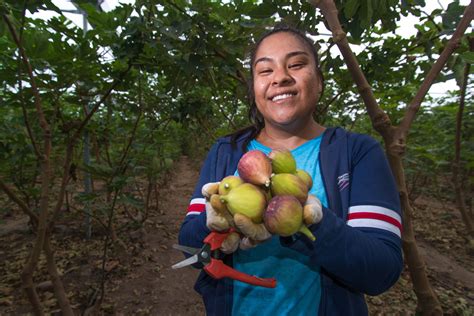 Nuestros Héroes de la Alimentación en Morelos produciendo higos