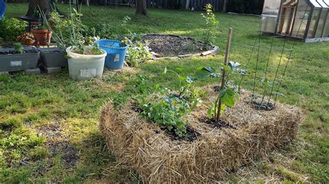 Hay Bale Gardening Fertilizer | Fasci Garden