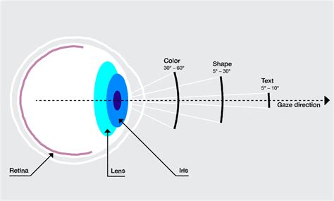 Peripheral Vision Drives User Attention