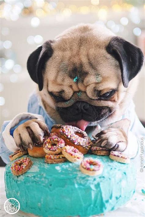 How We Feel About National Donut Day Coming Up Pug Eating A Donut Hd