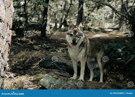 Nature German Forests Animals Wildlife Stock Image - Image of mountain, animal: 255220899