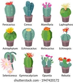 5,198 Cactus names Images, Stock Photos & Vectors | Shutterstock