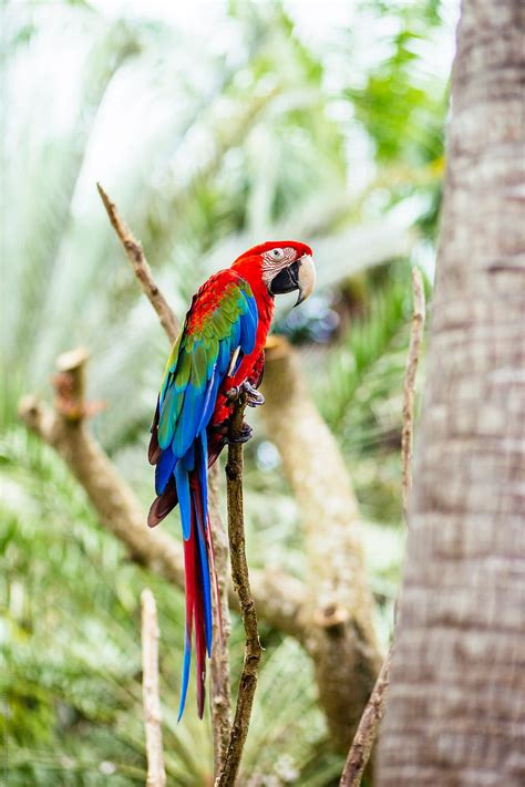 "Green Winged Macaw" by Stocksy Contributor "Marko" - Stocksy