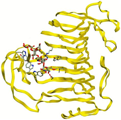 Enzyme Structure And Function