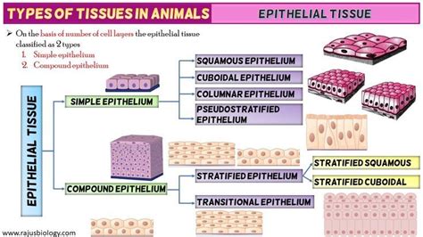 Types of Epithelial Tissue | Tissue types, Tissue, Basement membrane