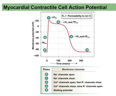 myocardial contractile cell action potential diagram quizlet