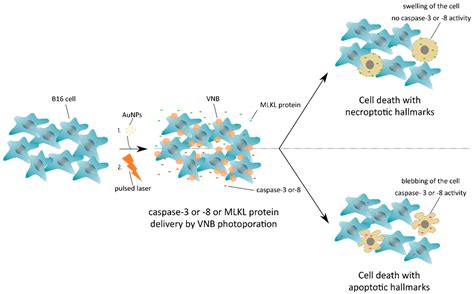 Delivery Of Mixed Lineage Kinase Domain Like Protein By Vapor