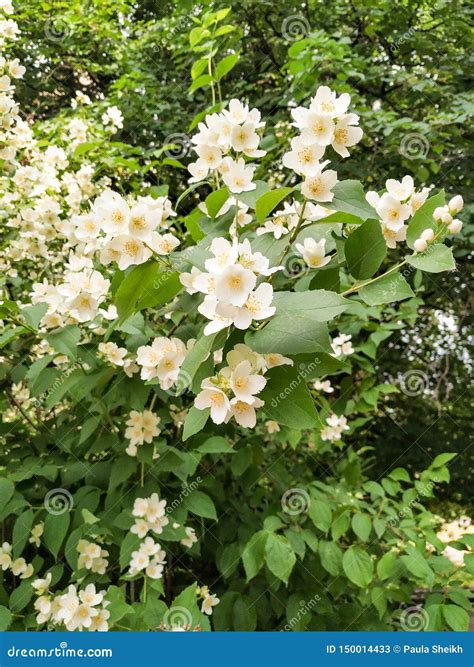 Jasmine Bush | Sunshine Made Flowers Stock Image - Image of bushes